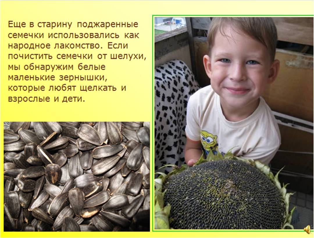 Подсолнечник семена характеристика Подсолнечник семена характеристика