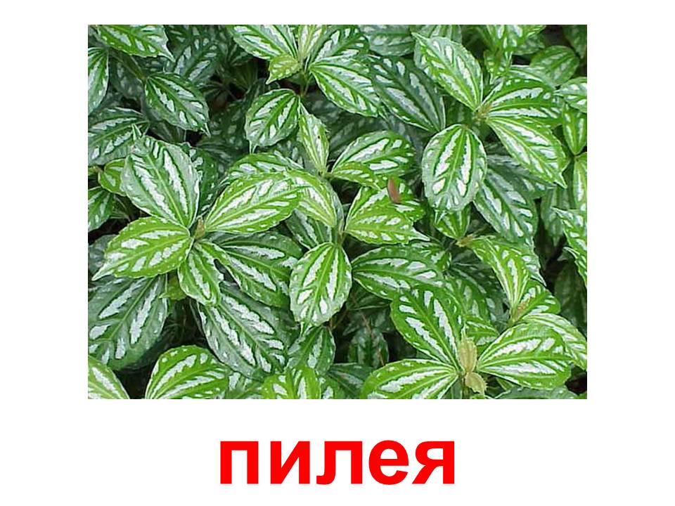скачать презентацию комнатные растения 2 класс