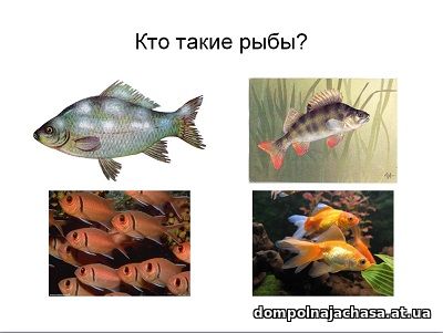 презентация Кто такие рыбы