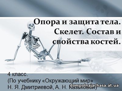 презентация Скелет человека
