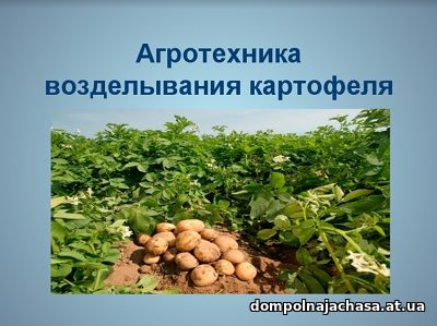 презентация возделывание картофеля