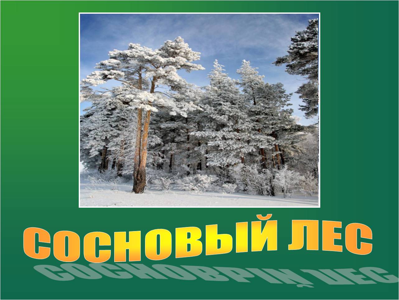 В сосновом лесу презентация 2 класс планета знаний